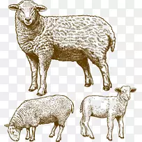 绵羊放牧图-绵羊