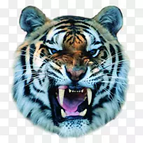 猫科虎叫白虎