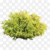 灌木乔木竹