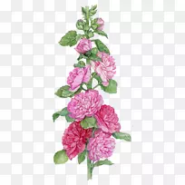 花卉水彩画植物插图锦葵艺术手绘花卉