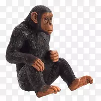 普通黑猩猩灵长类动物非洲象黑猩猩