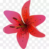 百合科花瓣植物-百合