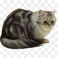 波斯猫英国半长毛猫科动物猫