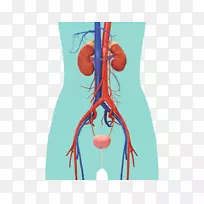 泌尿系统排泄系统解剖肾肌肾
