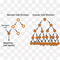 癌细胞周期细胞分裂-癌症