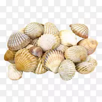 贝壳牡蛎软体动物-蜗牛