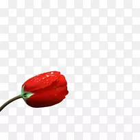 辣椒花瓣红玫瑰