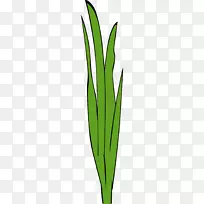 叶植物茎草
