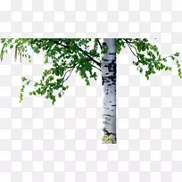 桦树树干粗木本碎片柱