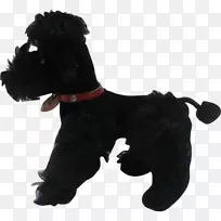 苏格兰小猎犬标准雪纳瑞犬-贵宾犬