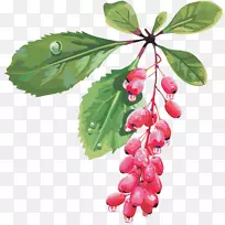草莓果樱桃红桑树
