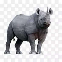 爪哇犀牛角动物濒危物种弗拉基米尔普京