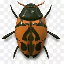 昆虫大众甲虫