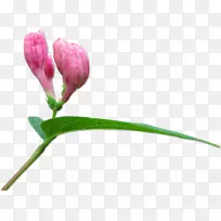 芽燕德搜索摄影植物树-粉红色的花