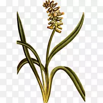 麝香鹿切花，植物茎-风信子