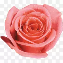 沙滩玫瑰花园玫瑰桌面壁纸夹艺术-粉红色玫瑰
