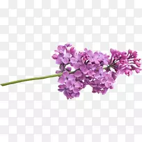 紫丁香树花-薰衣草水彩
