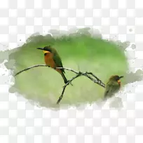 鸟水彩画艺术博物馆-水彩画鸟