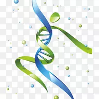 DNA核酸双螺旋基因人智人丸