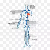静脉系统循环系统解剖下腔静脉解剖