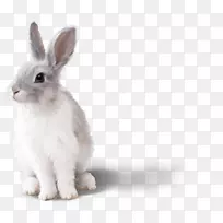 桌面壁纸兔子网上剪贴画兔子