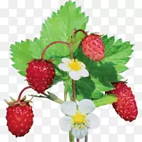 麝香草莓野生草莓