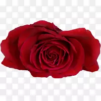 花园玫瑰花桌面壁纸红色卡萨门托