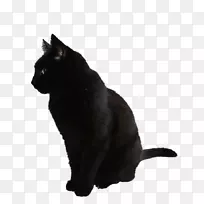 哈瓦那棕色小猫黑猫夹艺术-猫可爱
