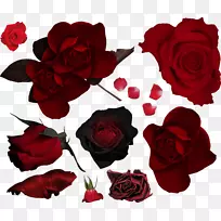 花园玫瑰花束切花红玫瑰
