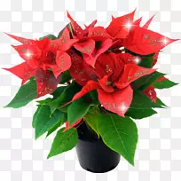 一品红，圣诞植物，花卉，室内植物-墨西哥花