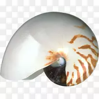 贝壳无脊椎动物-牡蛎