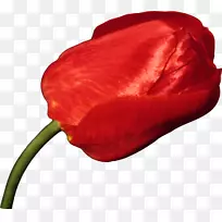 郁金香花瓣