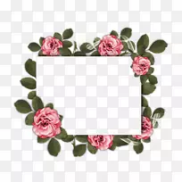 玫瑰花花园玫瑰花设计玫瑰科玫瑰框架