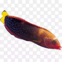 骨鱼海洋生物鳍鱼