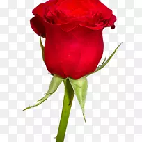 花园玫瑰花束切花勃艮第花