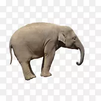 非洲灌木象亚洲象剪贴画-可爱的大象