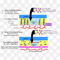 透明软骨骨骺板组织学椎间盘组织学