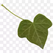 叶植物茎夹艺术湾叶