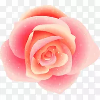 花园玫瑰、蜈蚣玫瑰、玫瑰科、花瓣-粉红色玫瑰