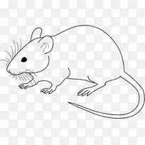 实验室老鼠实验鼠画夹艺术.老鼠陷阱