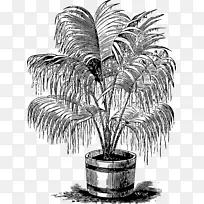 槟榔科单色摄影木本植物绘图-棕榈