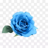 蓝玫瑰剪贴画-白玫瑰