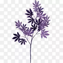 紫丁香紫叶颜色-枫叶