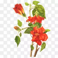 普通木槿植物学插图花园中最受欢迎的花卉和温室水彩花