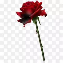 热爱桌面壁纸动画-红玫瑰