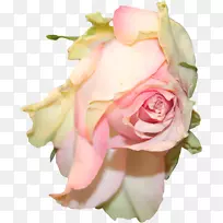 花园玫瑰，花蜈蚣玫瑰，剪贴画-粉红色玫瑰