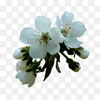 花卉数码图像郁金香剪贴画-水花
