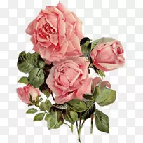 切花、蜈蚣玫瑰、纱线、花园玫瑰.水彩玫瑰