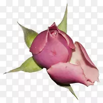 花园玫瑰，花，古典玫瑰：美丽的家庭和花园中的蜈蚣玫瑰，蓝色的玫瑰-蓝色的玫瑰。