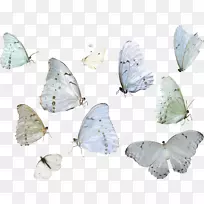 蝴蝶虫蛾动物-蓝色蝴蝶